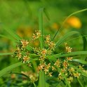 Cyperus alternifolius
